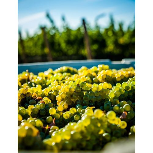 Washington State-Red Mountain Bin of Sauvignon Blanc grapes from Quintessence Vineyard at harvest